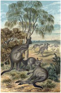 Kangaroos, Illustration, 1885