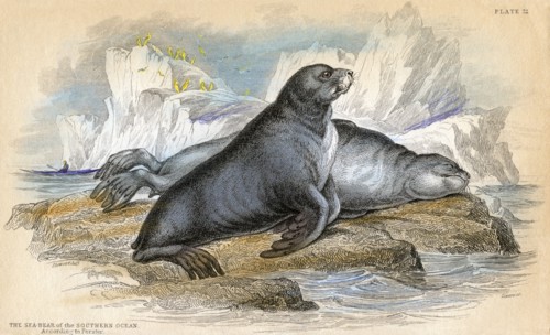 The Sea-Bear of the Southern Ocean, According to Forster, Hand-Colored, 1852