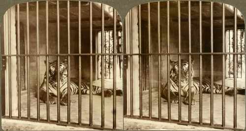 Bengal Tiger, “Man-Eater” at Calcutta, India Underwood & Underwood, Stereo Card, 1904