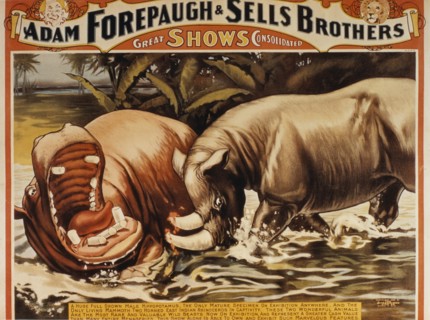 Adam Forepaugh and Sells Brothers Great Shows Consolidated, Hippopotamus and Two Horned East Indian Rhinoceros, Circus Poster, circa 1900