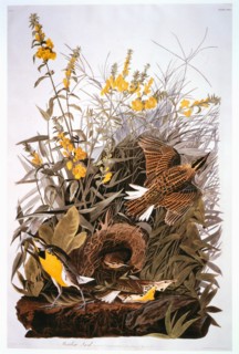 Meadowlark, False Foxglove, Hand-Colored Etching from the Book "The Birds of America" by George Lehman and John James Audubon, circa 1830's
