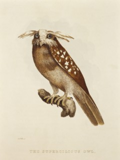Supercilious Owl, S. griseata, Hand-Colored Engraving from Original by Baron Cuvier, circa 1828