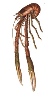 Bamffian or Long-Clawed Lobster, Hand-Colored Engraving by Shaw and Nodder from the Book, "The Naturalist's Miscellany", 1799
