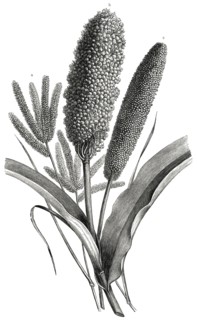 Three Millet Varieties, Panicum, Sorghum, Eleusine, Africa, Illustration, 1885