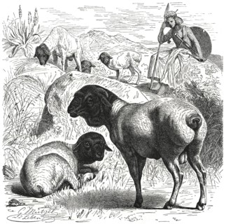 Black Head Sheep with Shepherd, Africa, Illustration, 1885