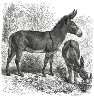 Wild Donkey, Africa, Illustration, 1885