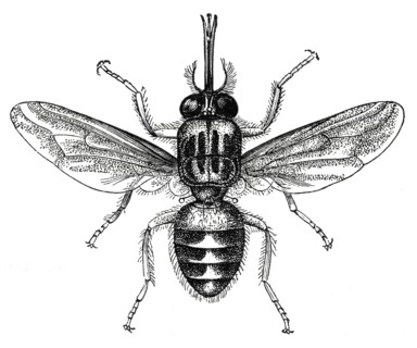 Tsetse Fly, Africa, Illustration, 1885