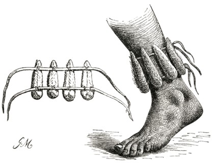 Dancing Rattles on Ankle, Africa, Illustration, 1885