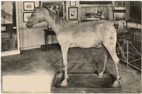 Vizir, Arabian Horse owned by Napoleon Bonaparte, Hotel des Invalides, Paris, France,