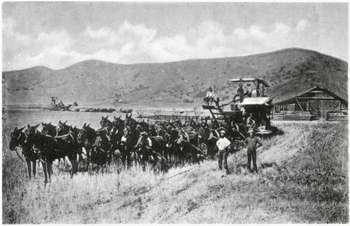 Horse-drawn Combine during Wheat Harvest, Sacramento Valley, California, USA, Photogravure, Denison News Co., 1903