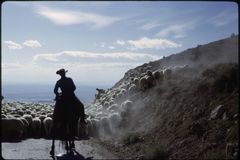 Silhouette of Cowboy Herding Sheep, Big Horn Mountains, Wyoming, USA, 1962