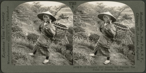 A Country Girl Among the Famous Tea Fields of Shizuoka, Japan, Stereo Card, Keystone View Company. 1905