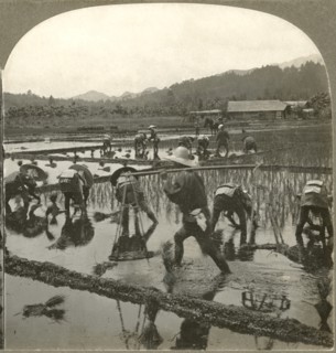 Cultivating the Fields and Planting Rice, Japan, Single Image of Stereo Card, Standard Scenic Company, 1906