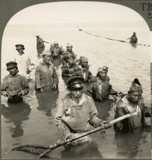 Russian Fishermen Drawing their Nets on the Lower Volga River, Russia, Single Image of Stereo Card, Keystone View Company, early 1900's