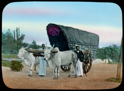 Ox Cart, Sri Lanka, Hand-Colored Magic Lantern Slide, W.C. Hughes, early 1900's