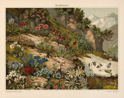 Alpenflanzen, Alpine Plants, Germany