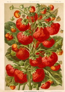 New Strawberry Mineola, Chromolithograph, H.M. Wall, 1892