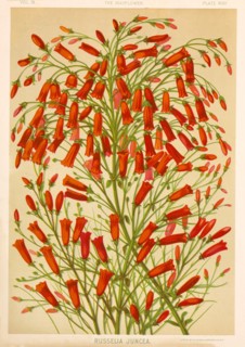 Russelia Juncea, Chromolithograph, H.M. Wall, 1892