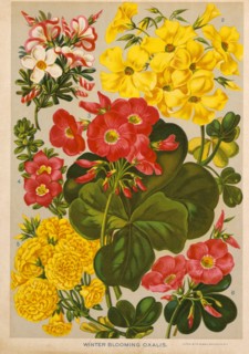 Winter Blooming Oxalis, Chromolithograph, H.M. Wall, 1892
