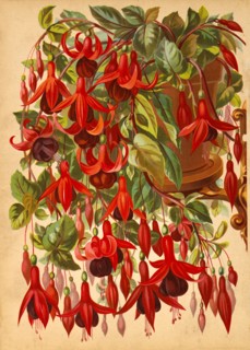 Red Honeysuckle on Vines, Chromolithograph, H.M. Wall, 1892