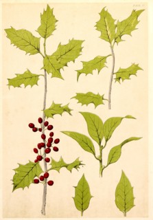 Holly, Chromolithograph, 1868
