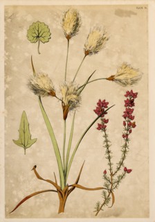 Cotton Grass and Fine Heath, Chromolithograph, 1868