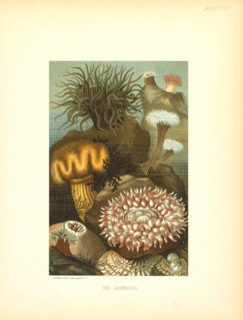 Sea Anemones, Selmar Press Publisher, NY, 1898