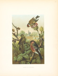 Group of Finches, Selmar Press Publisher, NY, 1898