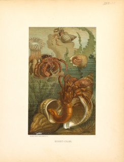 Hermit-Crabs, Selmar Press Publisher, NY, 1898