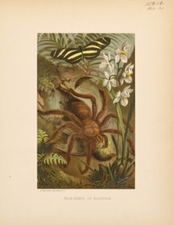 Crab-Spider or Matoudou, Selmar Press Publisher, NY, 1898