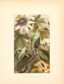 Cicadae, Lantern Fly, Etc., Selmar Press Publisher, NY, 1898