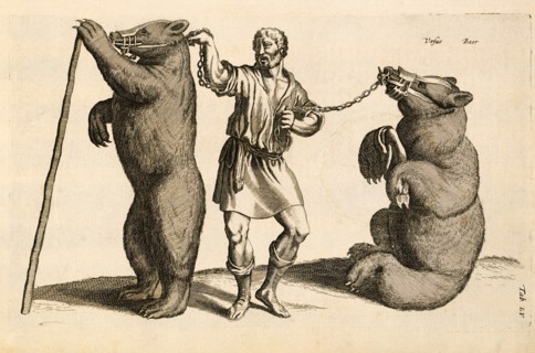 Ursus, Baer (Bear), Tab LV., Historia Naturalis, De Quadrupedibus, John Jonston, Amsterdam, Copper Plate Engraving, c. 1650