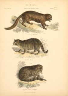Mammalia, Plate II, Virtue & Yorston, New York, 1860