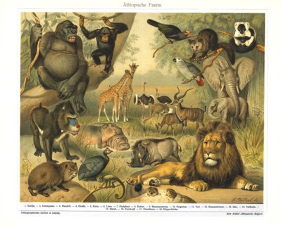 Athiopische Fauna, Ethiopian Fauna, Bibliographisches Institut, Leipzig