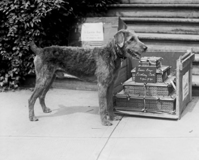 U.S. President Warren G. Harding's Dog, Laddie Boy, with his Birthday Cake, Washington DC, USA, National Photo Company, July 25, 1923