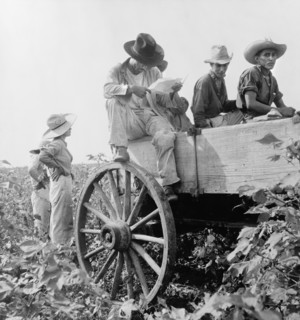 Migrants Picking Cotton, South Texas, USA, Dorothea Lange, Farm Security Administration, August 1936