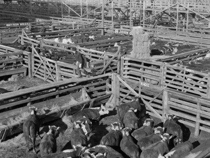 Stockyards, South Omaha, Nebraska, USA, John Vachon, Farm Security Administration, November 1938