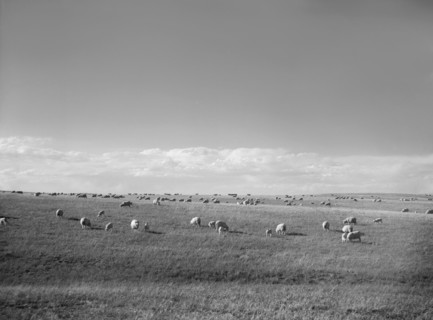 Sheep Grazing, Pennington County, South Dakota, USA, Arthur Rothstein, Farm Security Administration, May 1936