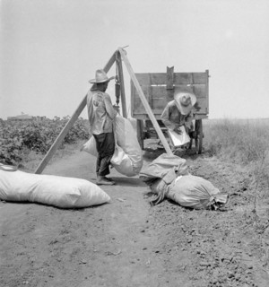 Weighing Bales of Cotton, South Texas, USA, Dorothea Lange, Farm Security Administration, August 1936