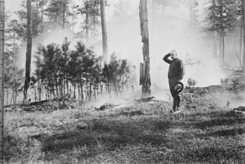 Forest Fire, South Dakota, USA, Bain News Service, 1910's