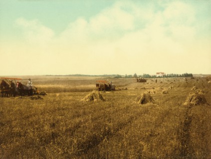 Harvest Field, South Dakota, USA, Photochrome Print, Detroit Publishing Company, 1898