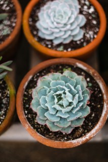 High Angle View of Potted Succulents