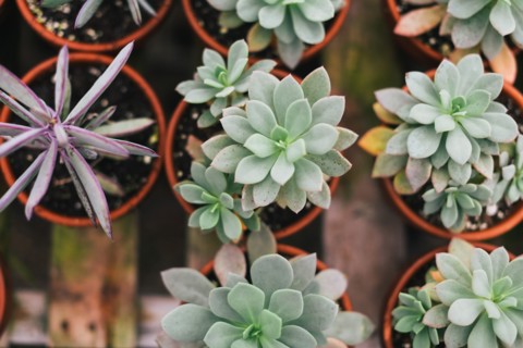 High Angle View of Potted Succulents