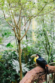 Toucan Bird on Large Branch in Jungle