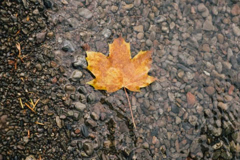 Golden Leaf Floating in Stream