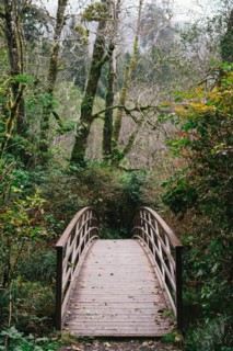 Footbridge in Forest