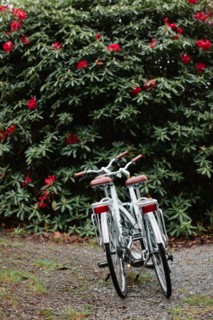 Two White Bicycles Parked near Flowering Shrub