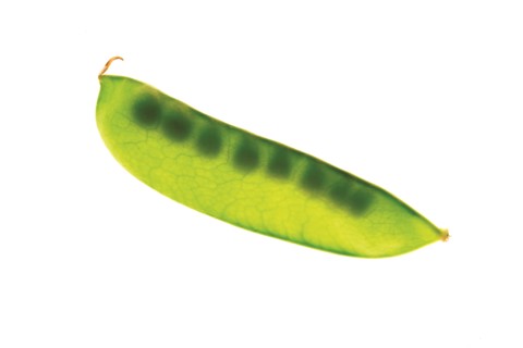 Pea Pod Close-up