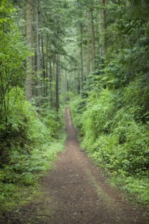 Dirt Path Through Forest
