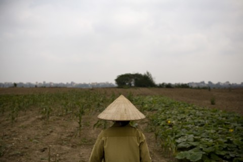 Vietnamese Farmer in Conical Straw Hat, Rear View, Hanoi Vietnam